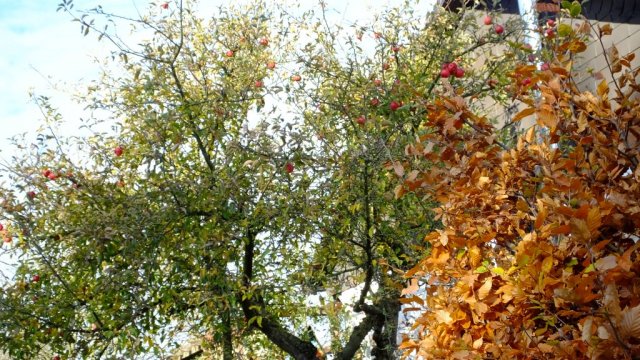 Herbst in Hattrop 2018